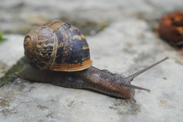 Escargot