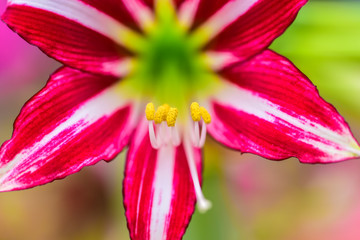 Close-up of Blooming Flowers and Stamens