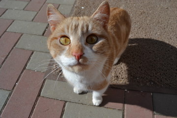 Red cat with yellow eyes