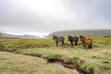 Amazing view of brown horses in rural farm grazing green grass in cloudy weather sky in Faroe Islands, North Atlantic, Europe hidden travel destination