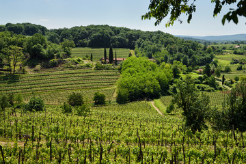 Vineyard grape vines in the green hills of Gorizia Brda at Dolnje Cerovo Slovenia in Spring - obrazy, fototapety, plakaty