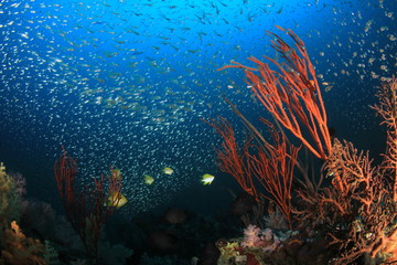 Plakat Coral reef and fish in ocean 