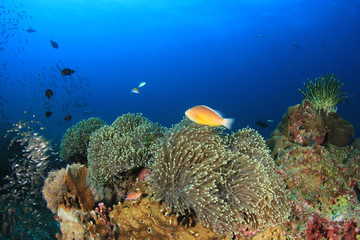 Naklejka na ściany i meble Coral reef and fish in ocean 