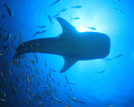 Whale Shark whaleshark 