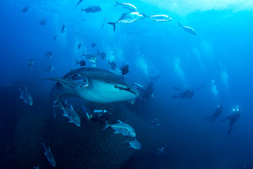 Fototapeta na wymiar Whale Shark and scuba divers 