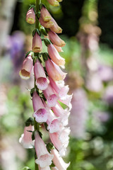 Blooming foxglove plant in the garden © Antonina Vincent