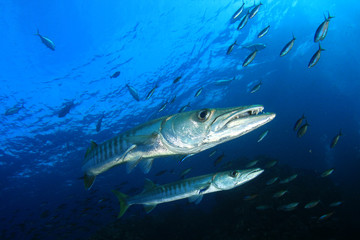 Barracuda fish 