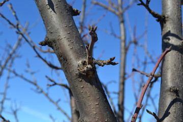 Tree against blue sky