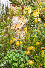 Yellow protea flowers and nettle in a beautiful garden