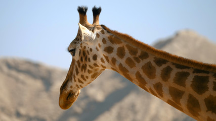 Portrait of giraffe walking