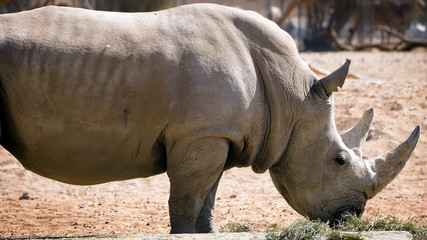African rhino eats