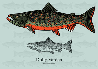 Dolly Varden Trout. Vector illustration with refined details and optimized stroke that allows the image to be used in small sizes (in packaging design, decoration, educational graphics, etc.)