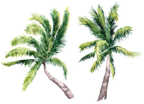Set of pictures of hand drawn watercolor palm trees. picturesque image of a palm tree. palm tree on the beach