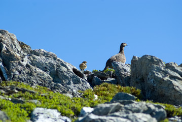 Thunderbird Parent and child - 雷鳥の親子