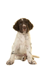 Sitting cute small munsterlander puppy dog looking at the camera on a white background