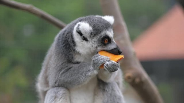 Closeup of a Ring-tailed lemur eating sweet potato in a zoo