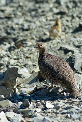 Thunderbird Parent and child - 雷鳥の親子