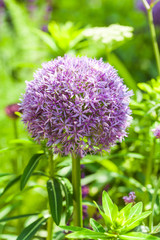 Blooming allium in a beautiful garden