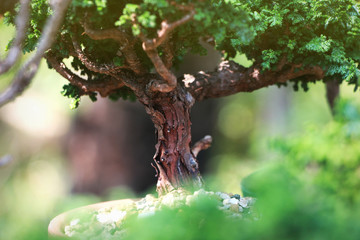 Close up Japanese Bonsai Tree Trunk.