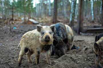 wild boar