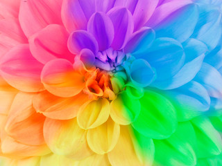 Close up full frame of a blooming chrysanthemum flower in different colors