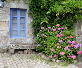 Hortensien an einem Fenster in Locronan, Bretagne