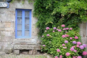 Fototapeta na wymiar Hortensien an einem Fenster in Locronan, Bretagne