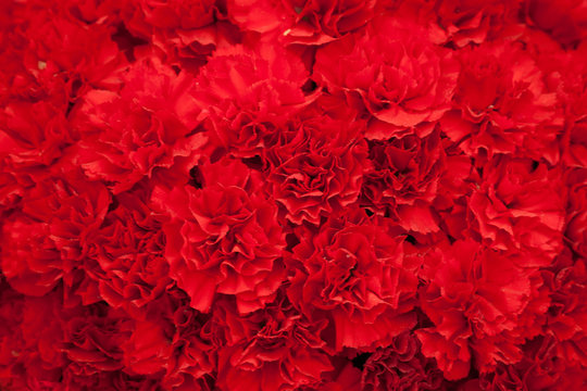 Red carnation flowers background
