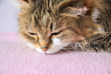 Fototapeta na wymiar White Ginger cat, asleep on a pink sofa