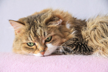 White Ginger cat, asleep on a pink sofa