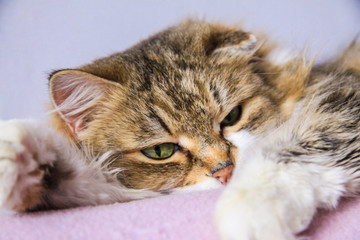 Naklejka na ściany i meble White Ginger cat, asleep on a pink sofa
