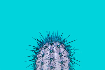 Cactus plant on a turquoise background in a trendy abstract style