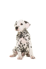 Cute dalmatian puppy dog sitting and looking to the side isolated on a white background