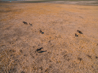 Fototapeta na wymiar Herd of horse in La Pampa, Argentina, Aerial view