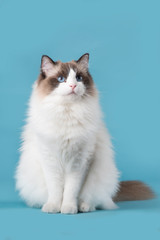 Pretty ragdoll cat with blue eyes looking up sitting on a blue background