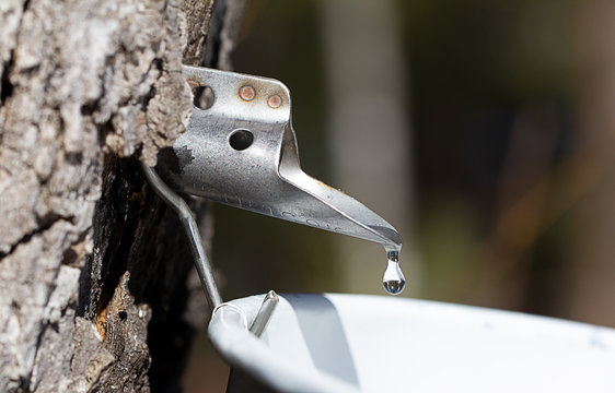 Maple Tree Sap Tap