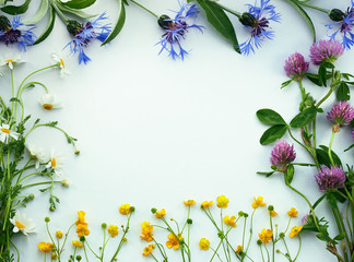 Floral design: wild herb flowers frame from clover, daisies, cornflowers and buttercups, closeup, flat lay, top view, copy space for your text
