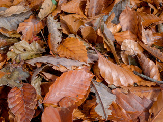 Autumn leaves background.