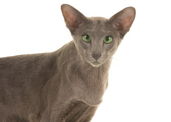 Portrait of a grey siamese cat with green eyes isolated on a white background