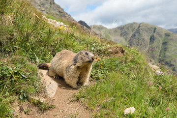 Alpine marmot before its home between the mountains in the European Alps