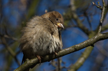 Spatz Sperling Sparrow