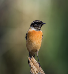 Eastern Stonechat (Saxicola rubicola) on the branch.