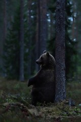 Brown bear sitting against a tree in the forest late in the evening. Bear sitting in the forest.