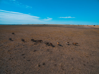Herd of horse in La Pampa, Argentina, Aerial view