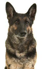 Portrait of a german shepherd dog isolated on a white background