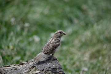 Spatz Sperling Sparrow