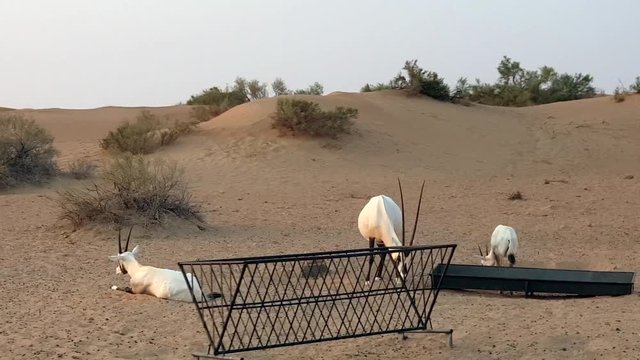 Desert Giselle and oryx watching passing cars