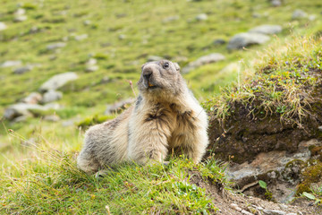 Naklejka na ściany i meble Close-up low angle view of an Alpine marmot before its home in the European Alps