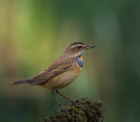 Bluethroat ( Luscinia svecica ) on dry branch.
