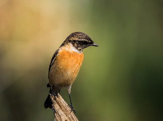 Eastern Stonechat (Saxicola rubicola) on the branch.